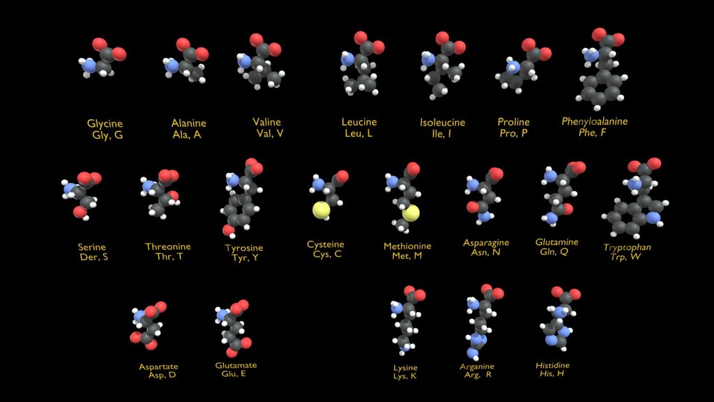 Amino acids