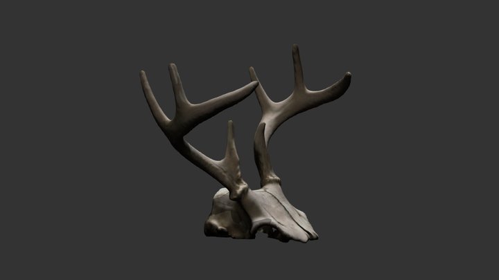 Deer Antlers (low res) 3D Model