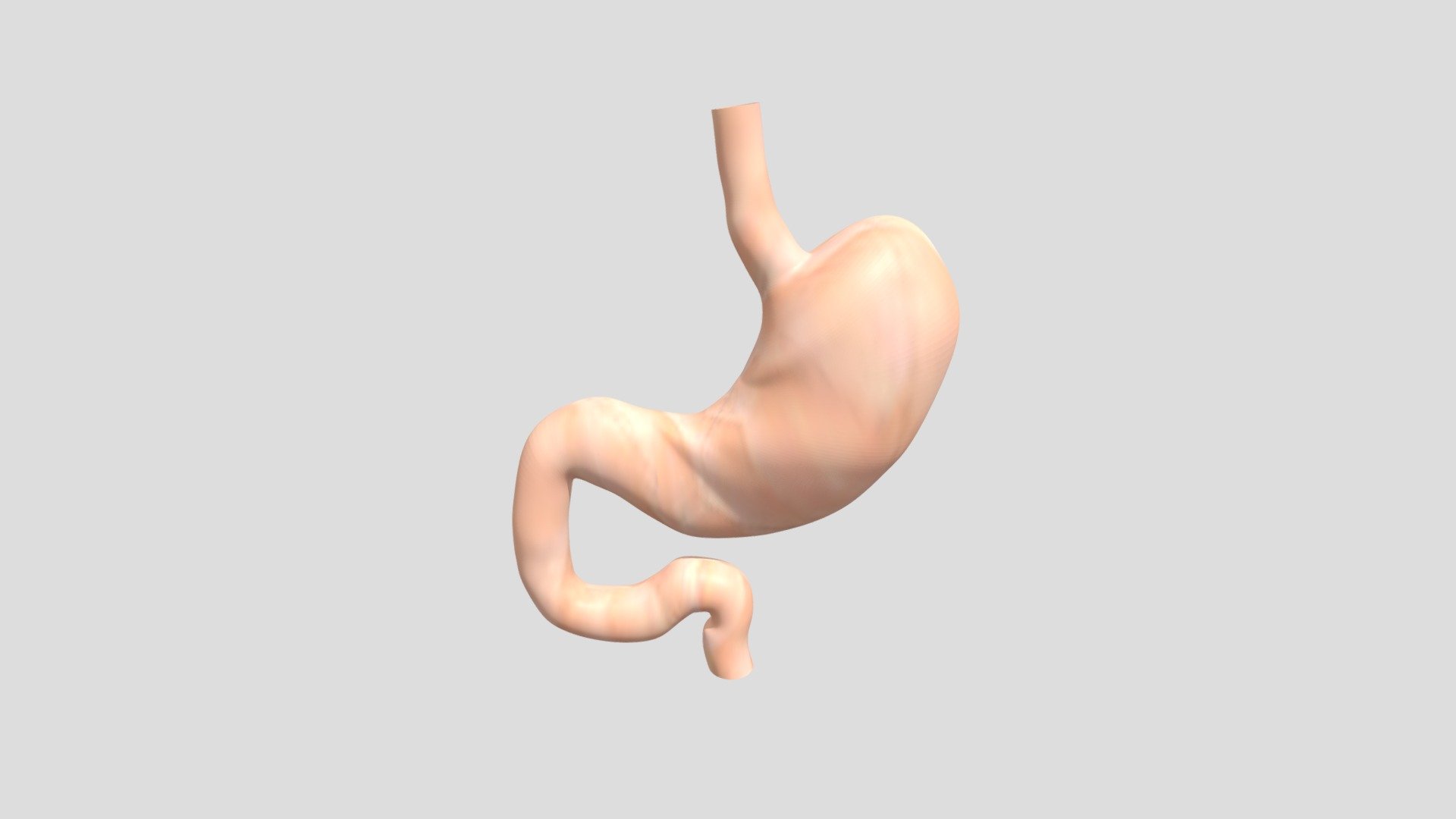 Stomach