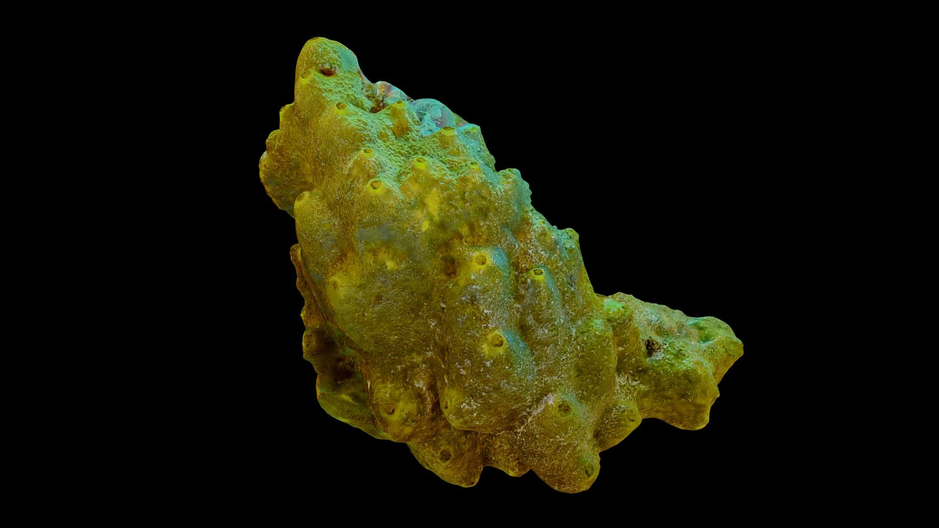 #58: Smenospongia conulosa