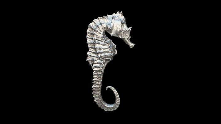 Sea-horse