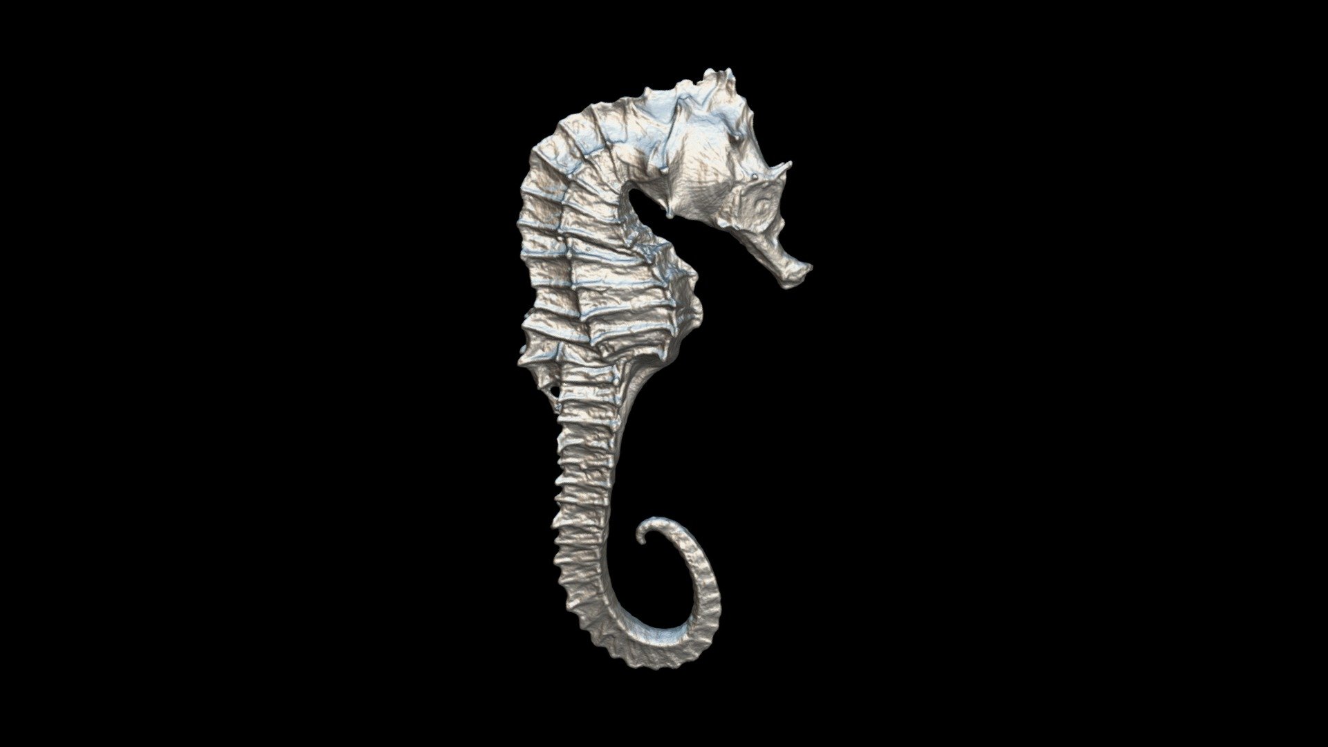 Sea-horse