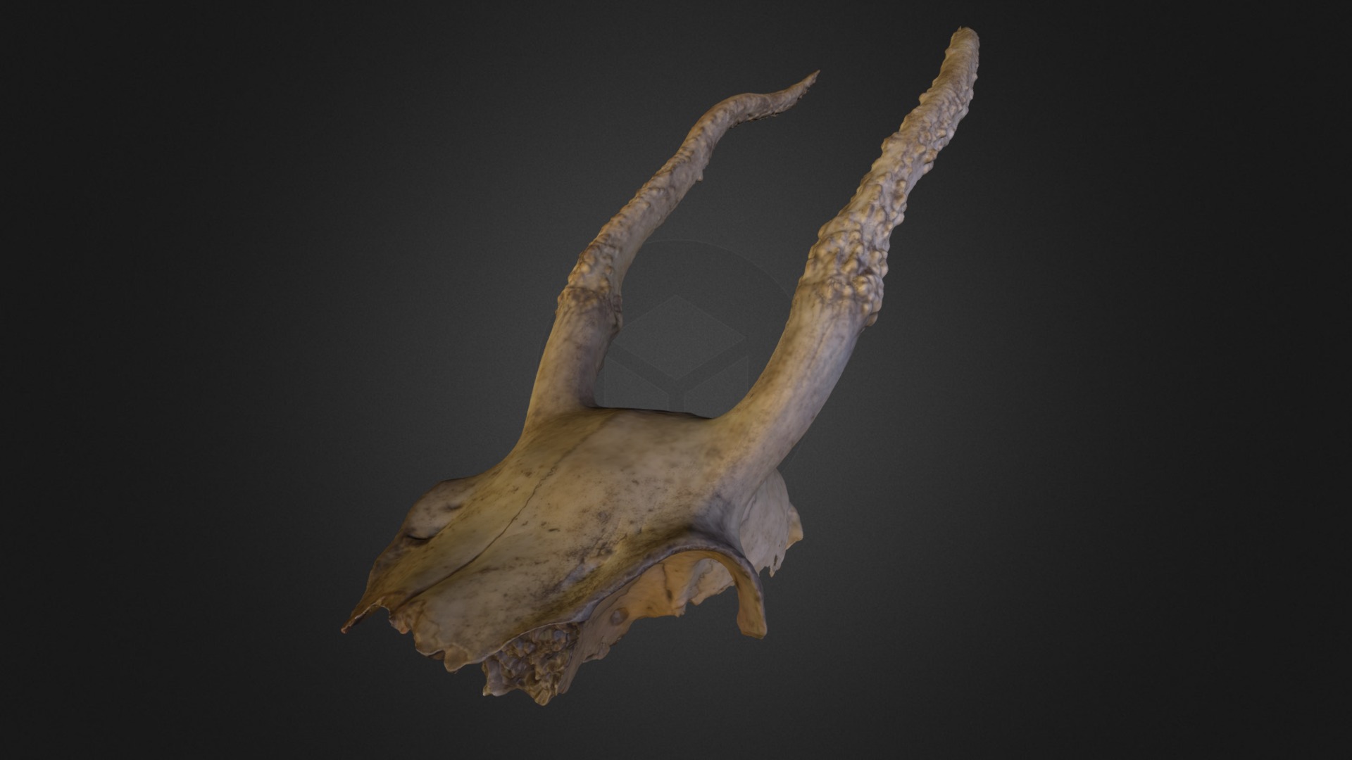 3D model Deer Skull - This is a 3D model of the Deer Skull. The 3D model is about a close-up of a fish.
