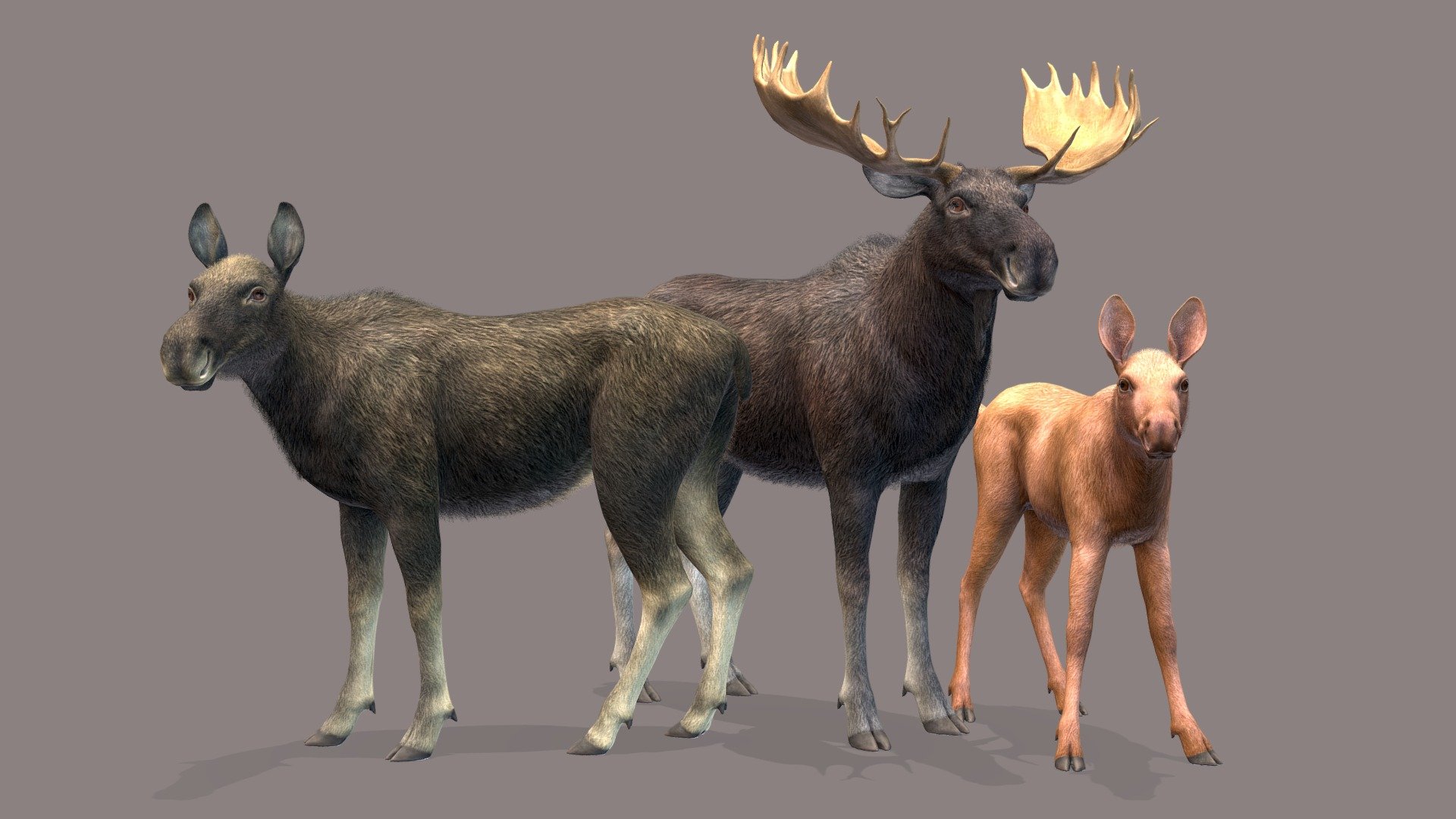 Moose Family - Buy Royalty Free 3D model by RedDeer (@billl90) [f4d4ca3 ...