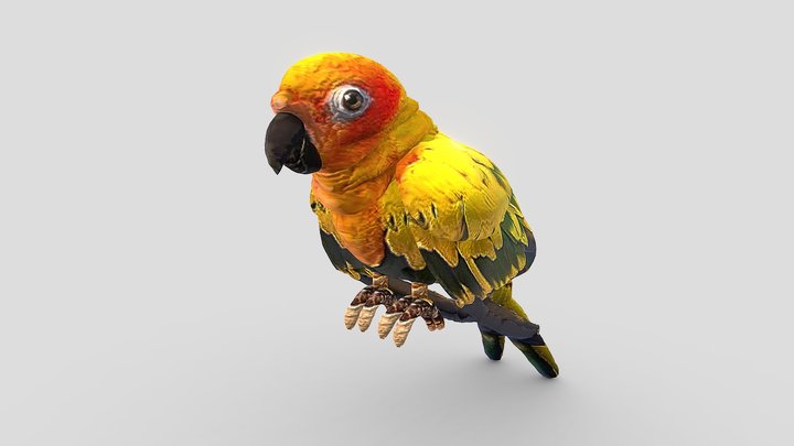 金黃鸚鵡（學名：Guaruba guarouba） 3D Model