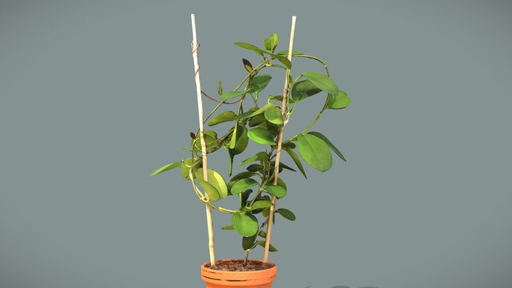 Hoya Australis