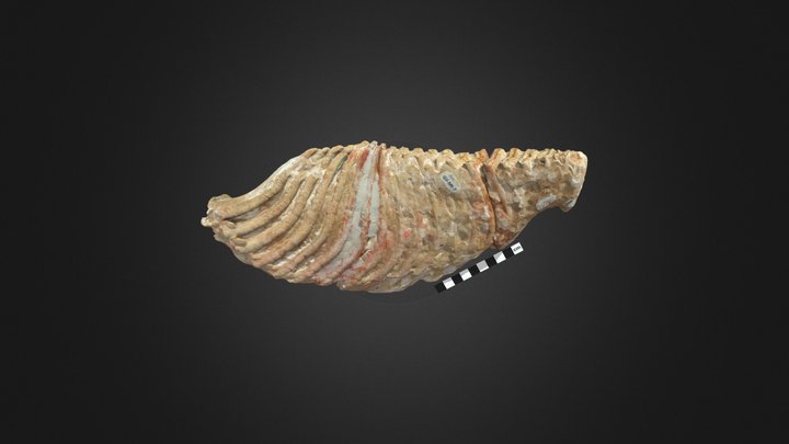 Columbian Mammoth Molar Gil-Mt-7 3D Model