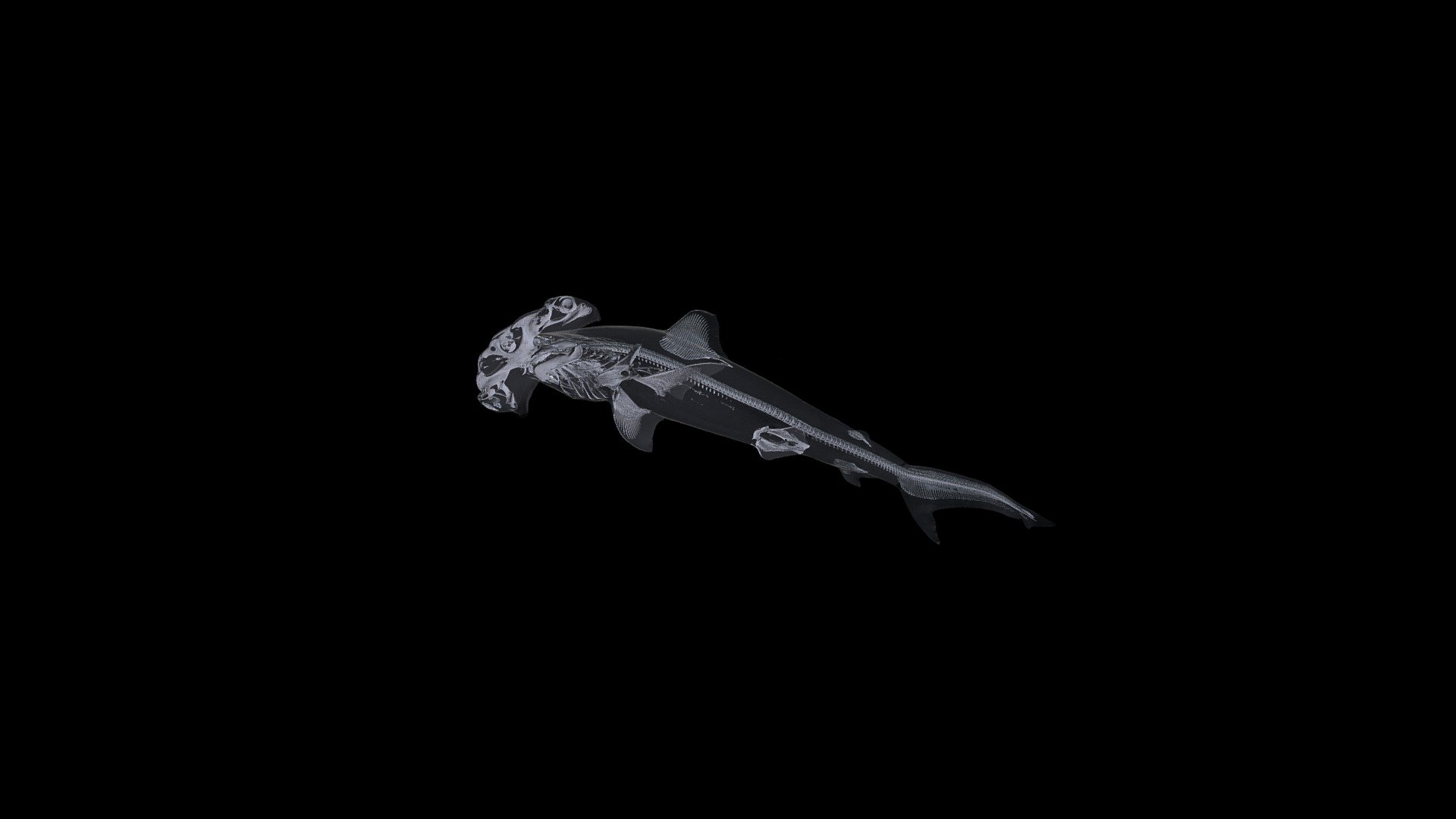 No.47 シュモクザメ | CT生物図鑑