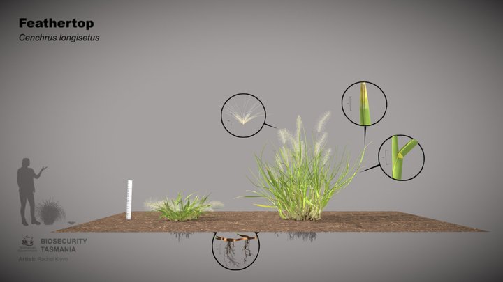 Feathertop (Cenchrus longisetus) 3D Model