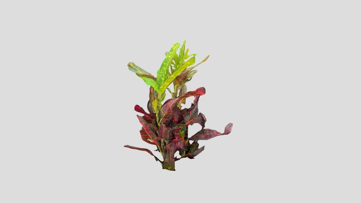 Bush On Fire Croton 3D Model