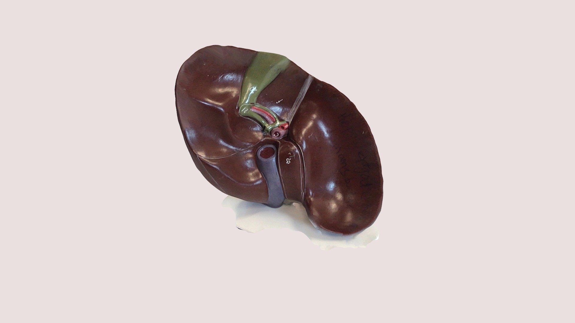 Anatomical model of the liver