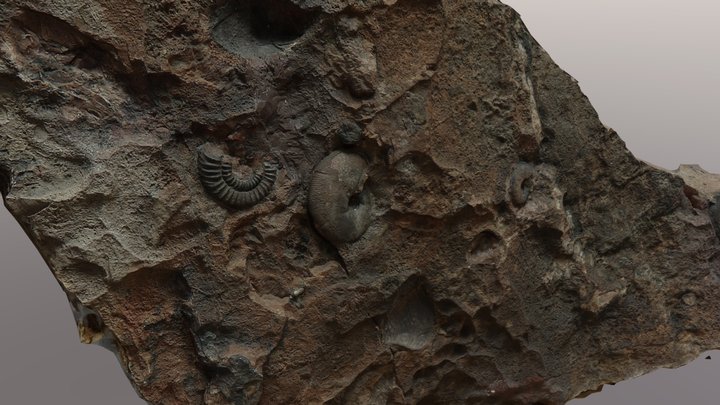 Ammoniti_Rocca_BUSAMBRA_Mesh_con_texture_4 3D Model