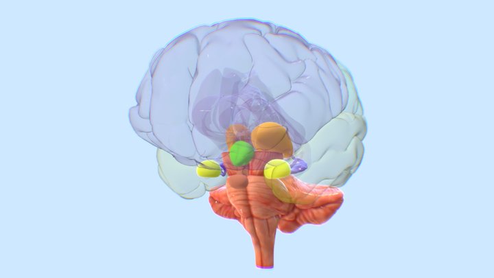 Limbic System of the Brain 3D Model