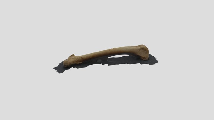 Femur 3D Model