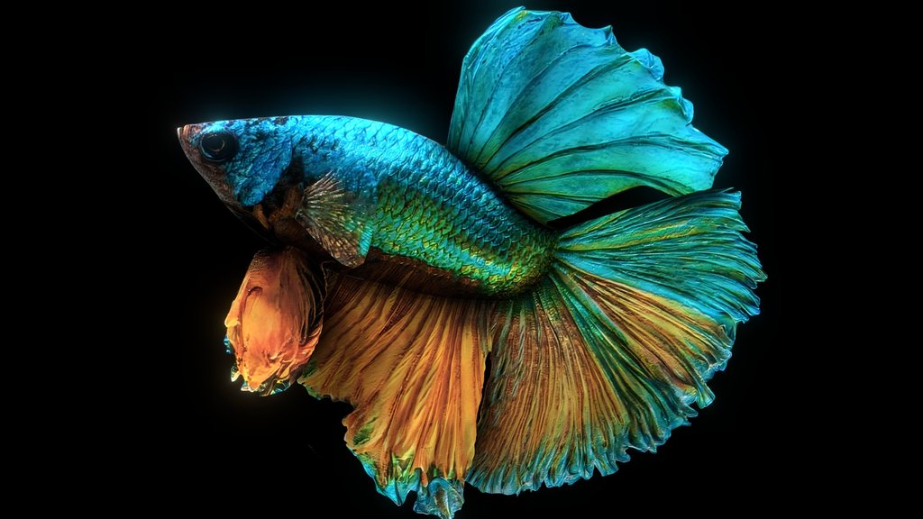 Betta Splendens