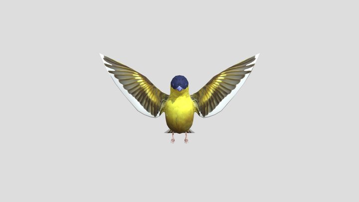 birdhow 3D Model