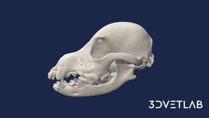 Skull of a dog (Schnauzer) 3D Model