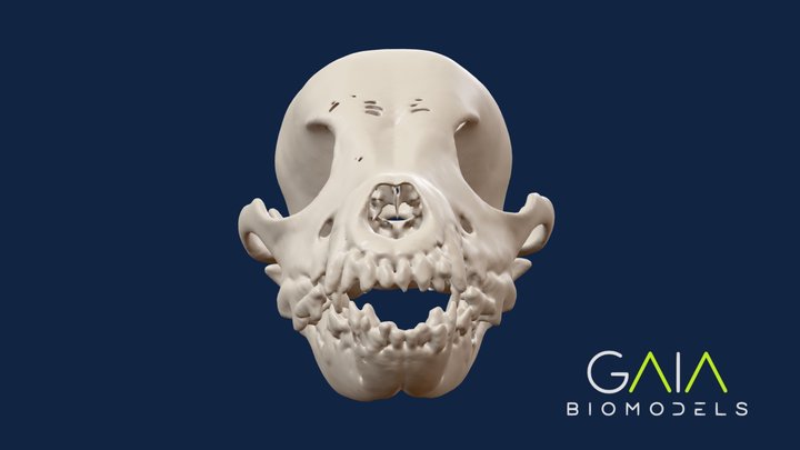 Skull of a dog (Schnauzer) 3D Model