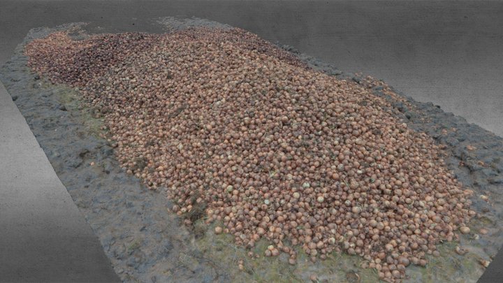 PILE_OF_ONIONS 3D Model