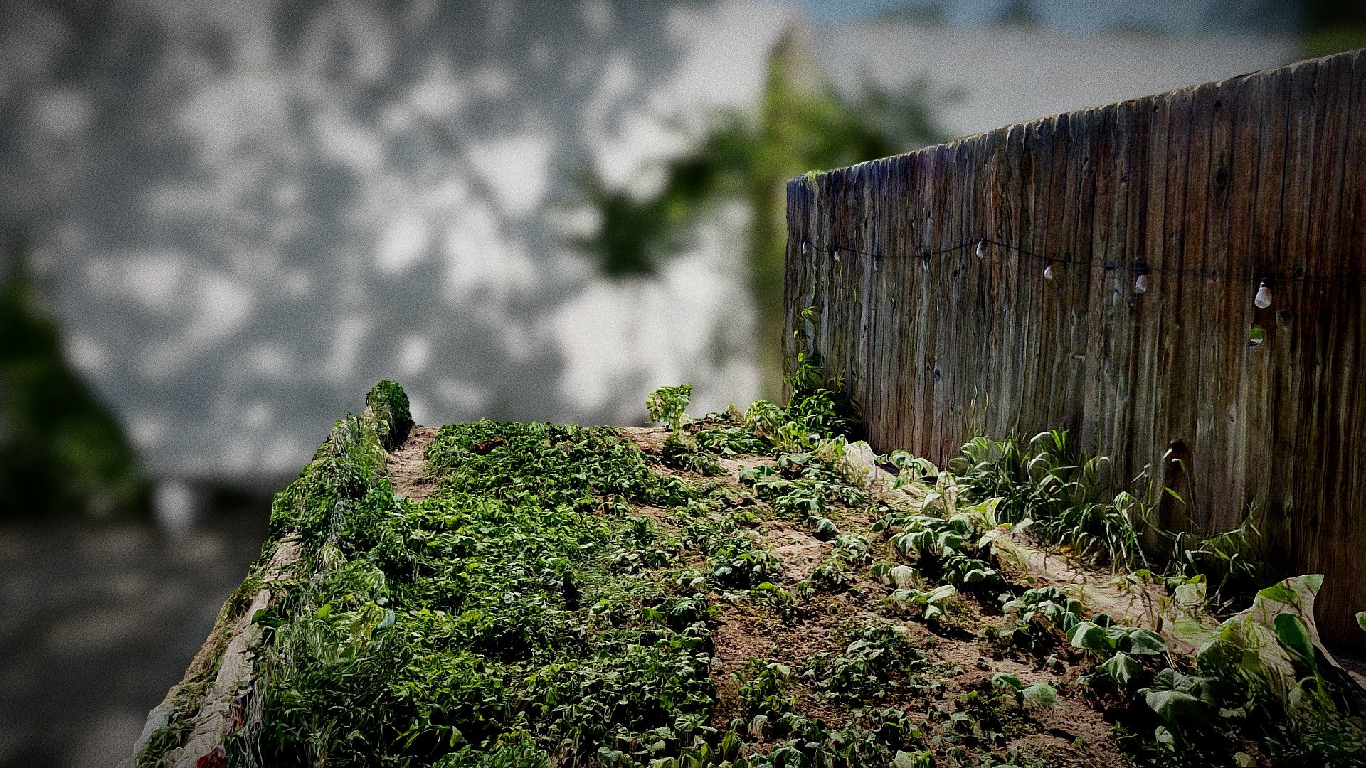 Garden Progress | Week 2