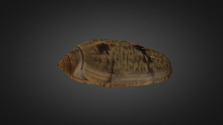 Olividae 3D models - Sketchfab