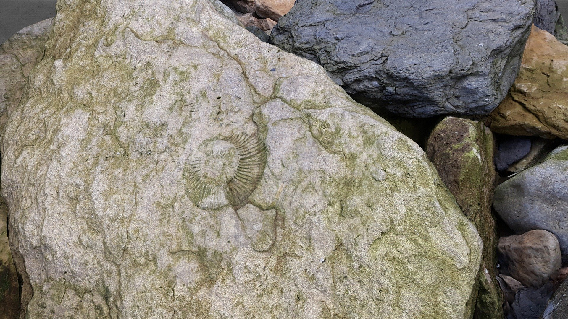 Ammonite, plage Audresselles (62)