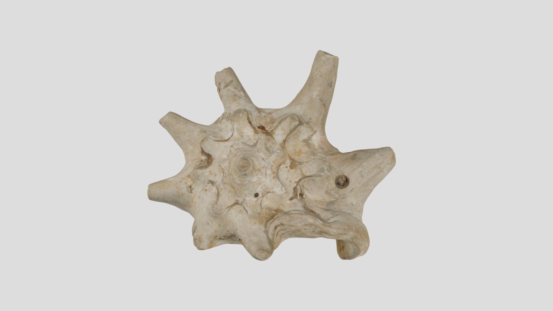 Strombus coronatus #2 — Sketchfab embed 3D viewer