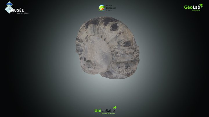 Ammonite - Aspidoceras sp. – Kostenloses 3D-Modell STL