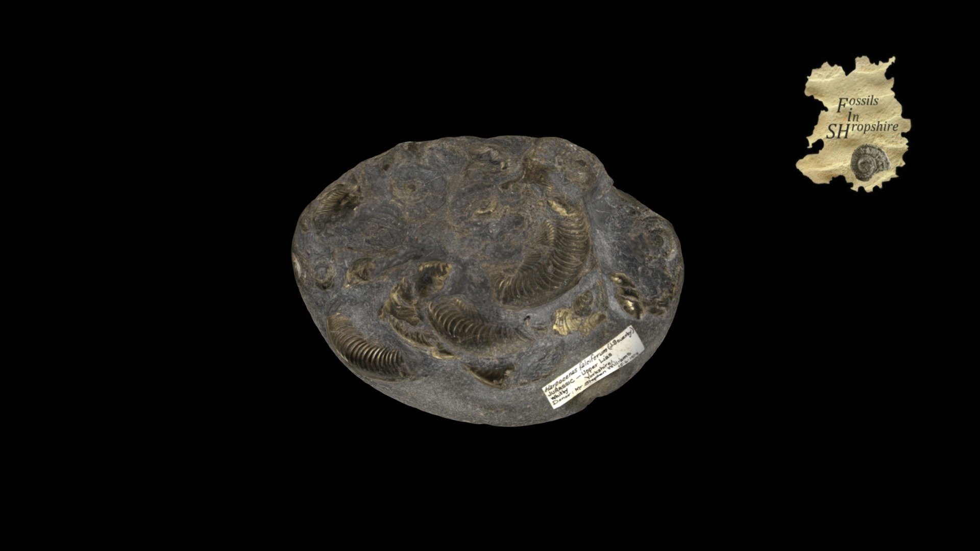 Ammonite - Harpoceras — Sketchfab embed 3D viewer