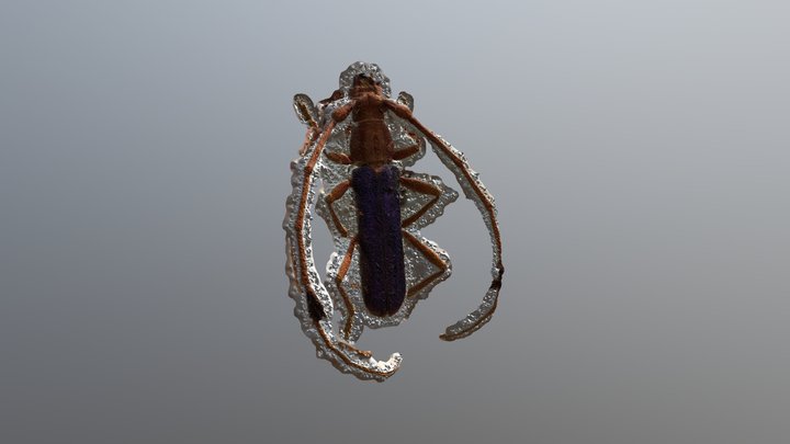 Shiny Tiny Bug Half 3D Model