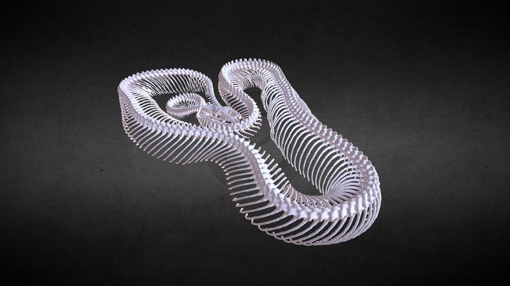 Royal Python (Python regus) 3D Model