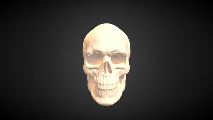 Skull 3D Model