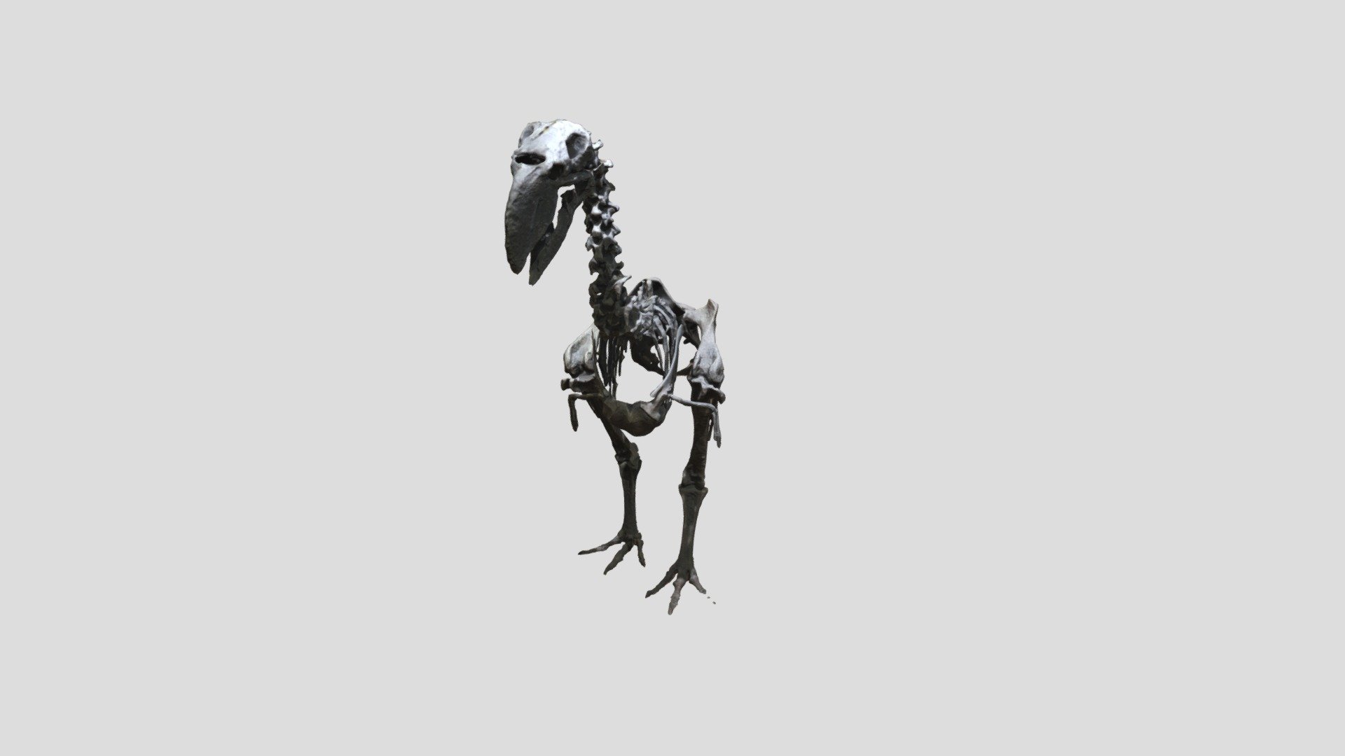 Fossil 6