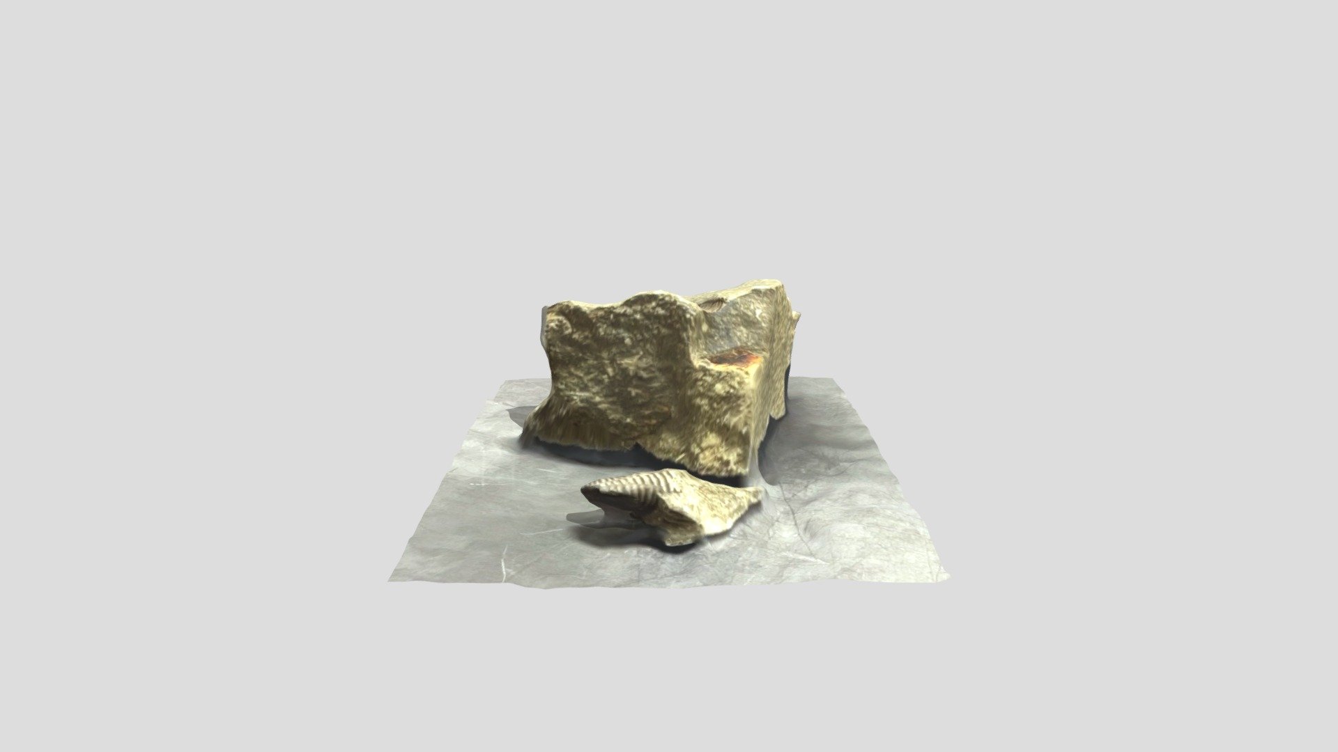 アンモナイト　Ammonite