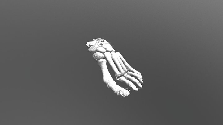 Foot-Bones-CT 3D Model