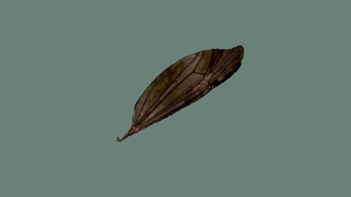 Insect wing 3D Model