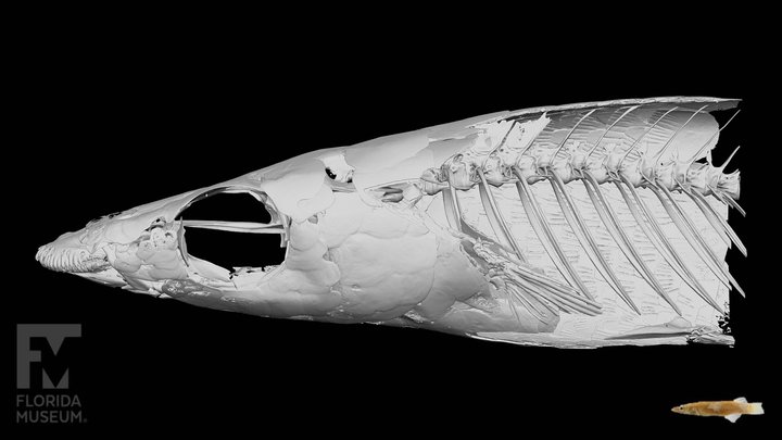 Fish-head 3D models - Sketchfab