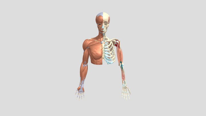 XR Anatomy Project: Kadai A & B (static) 3D Model
