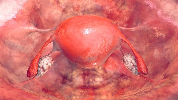 Uterus and ligaments VR model 3D Model