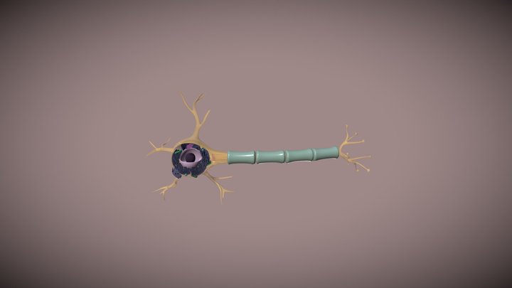 Motor Neuron 3D Model