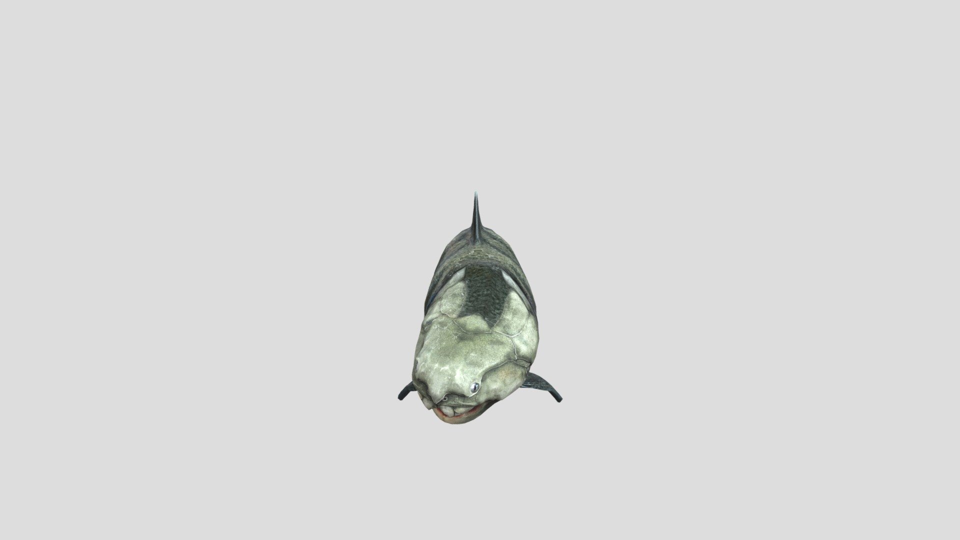 Dunkleosteus
