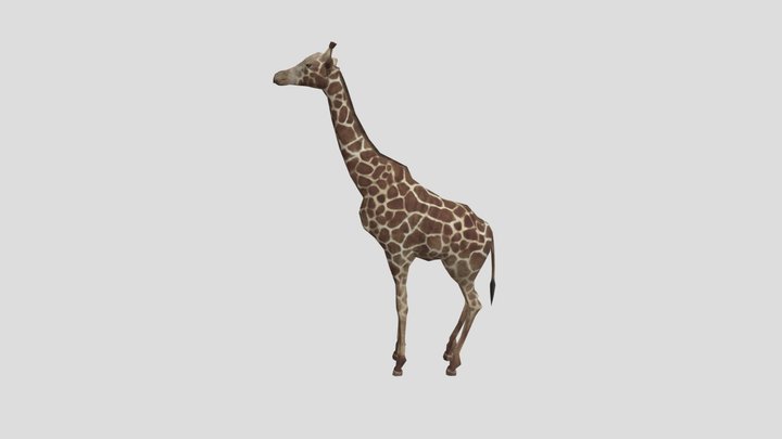 Giraffe 3D models - Sketchfab