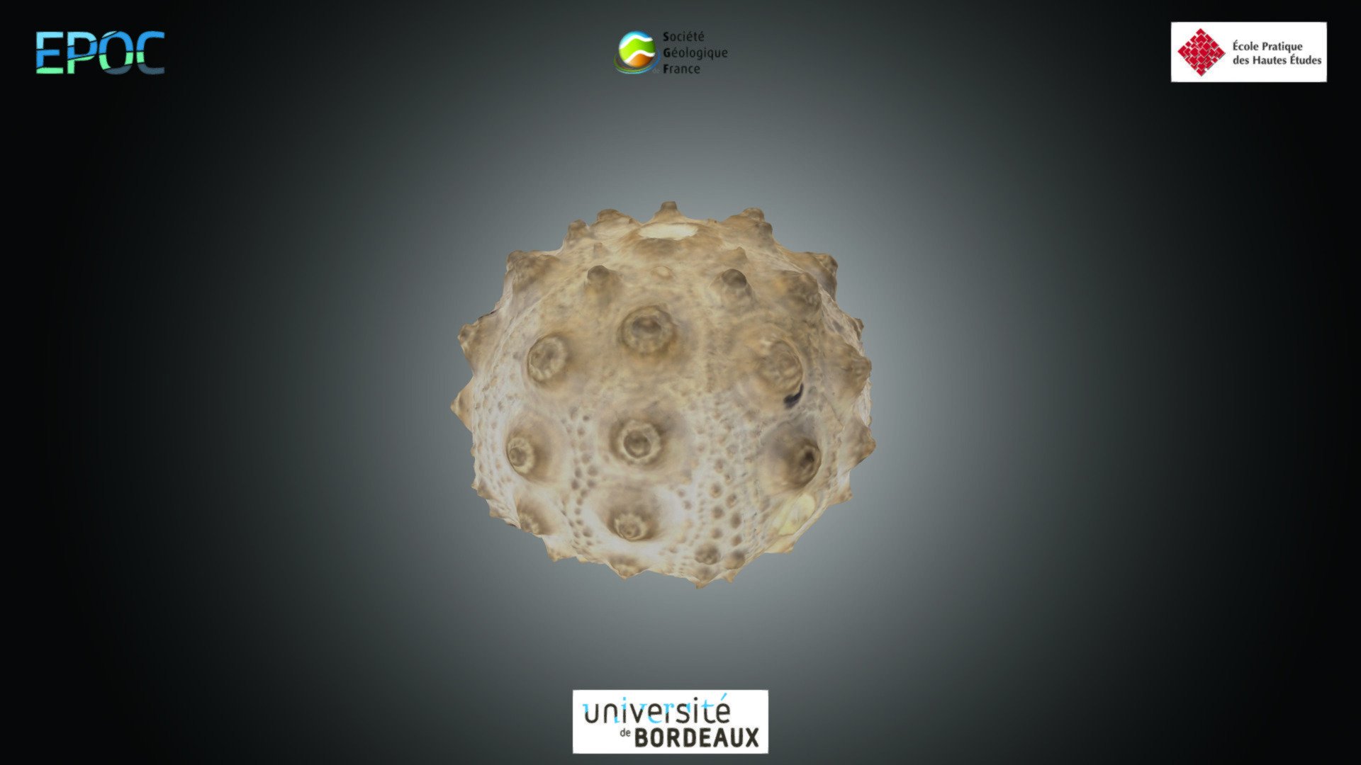 Echinoïde - Cidaris sp.