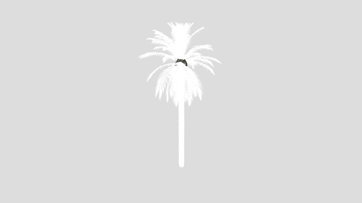 Dactylifera Palm Tree – Modèle 3D gratuit STL