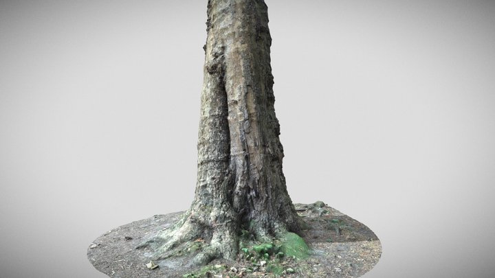 tree scan – Modello 3D gratuito STL
