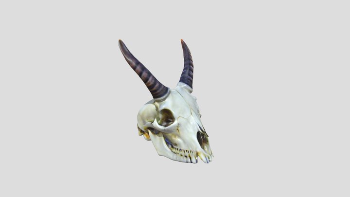 Horned Animal Skull 3D Model