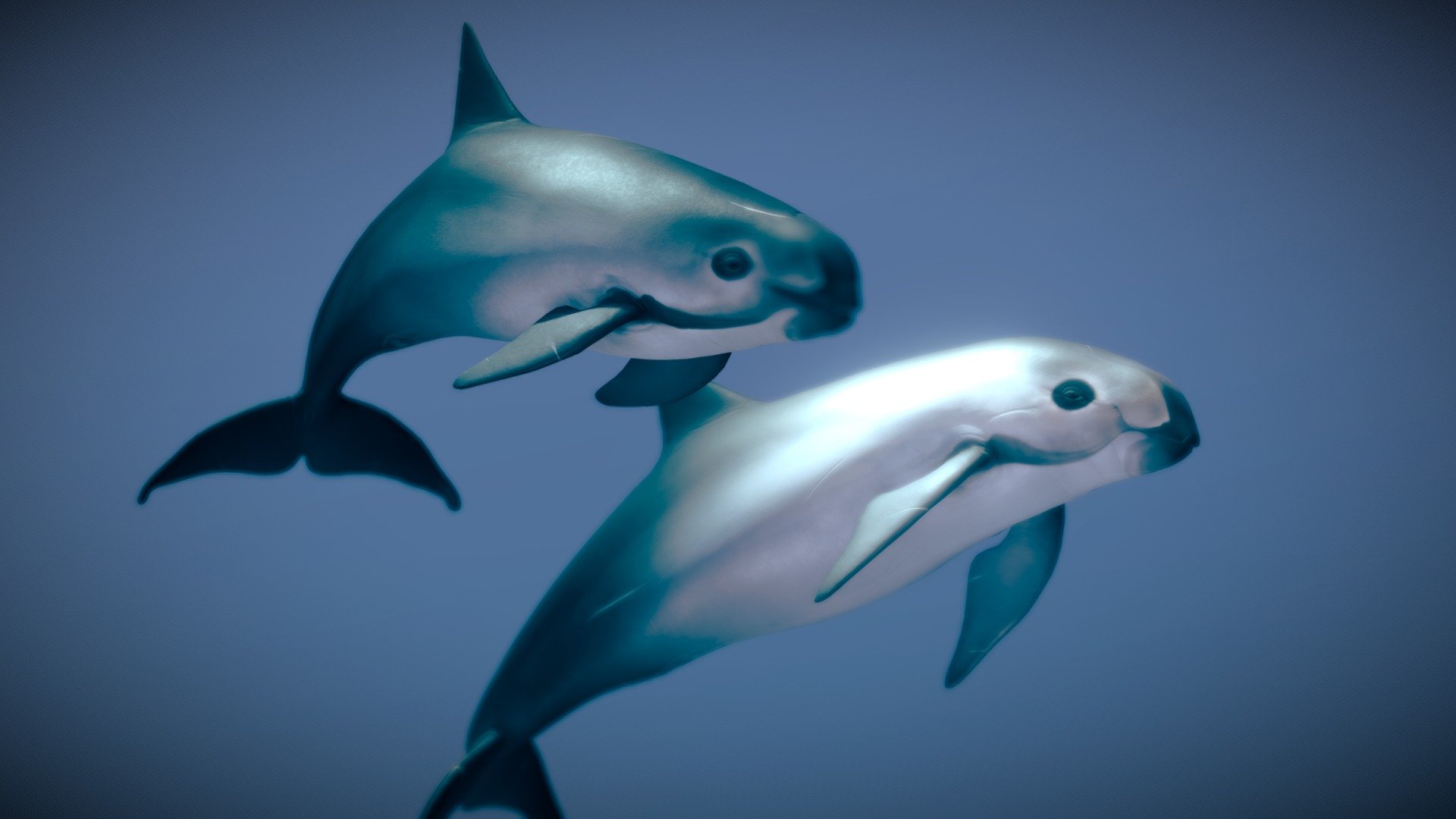 Vaquita — Sketchfab embed 3D viewer