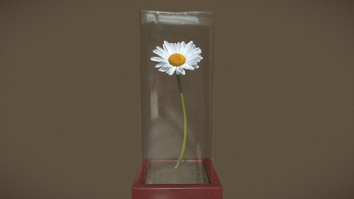 Una bella Margherita 3D Model
