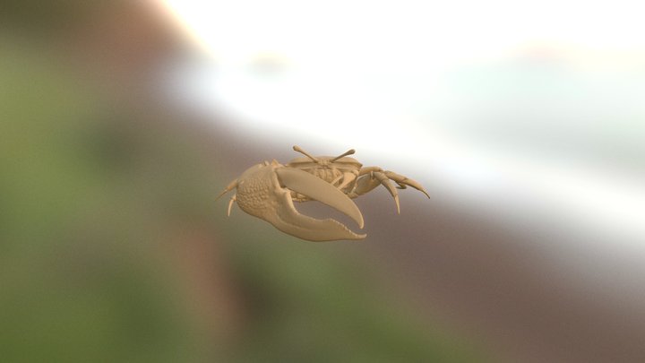 Fiddler_Crab 3D Model