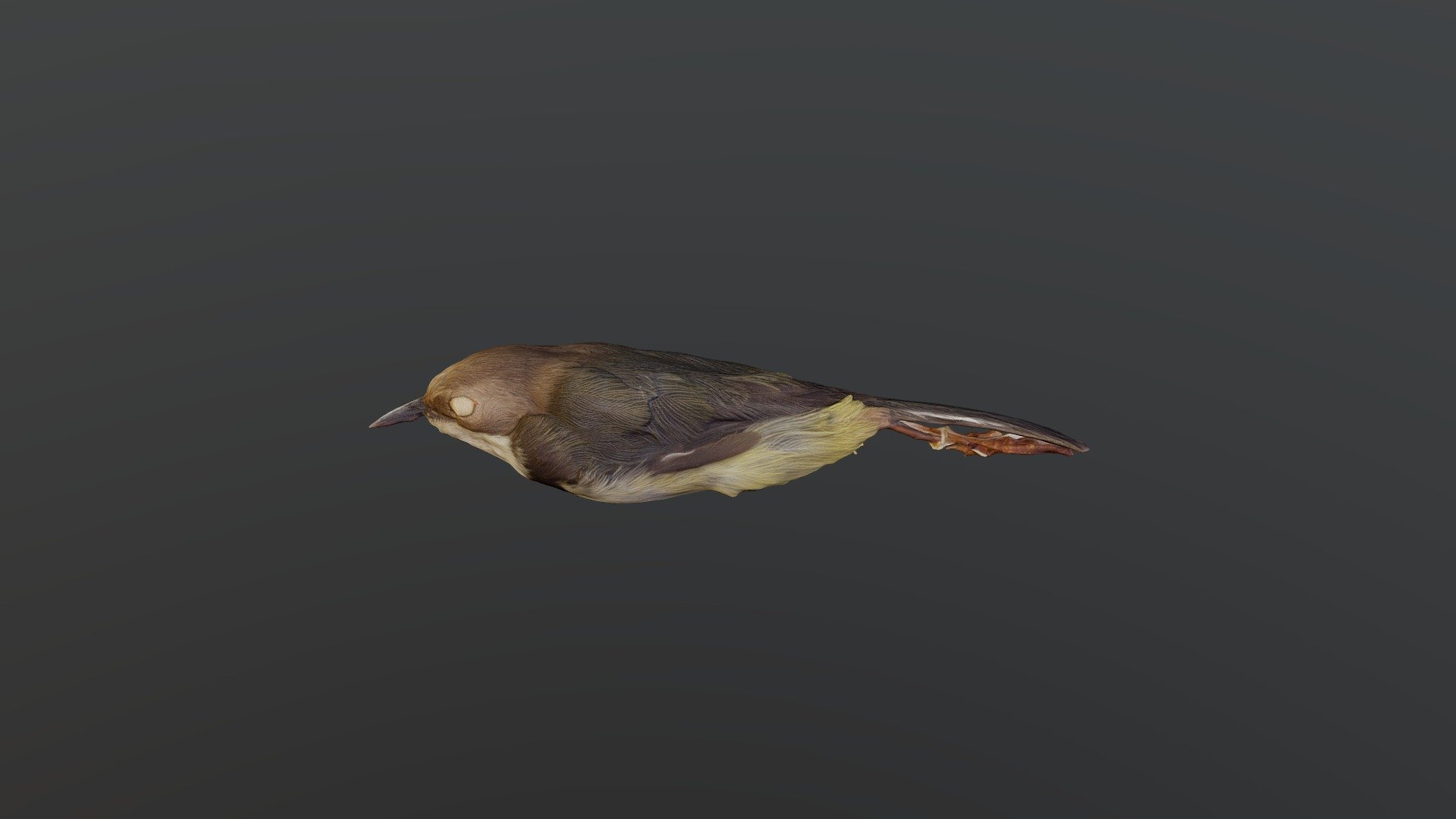 Bar-throated Apalis - Apalis thoracica